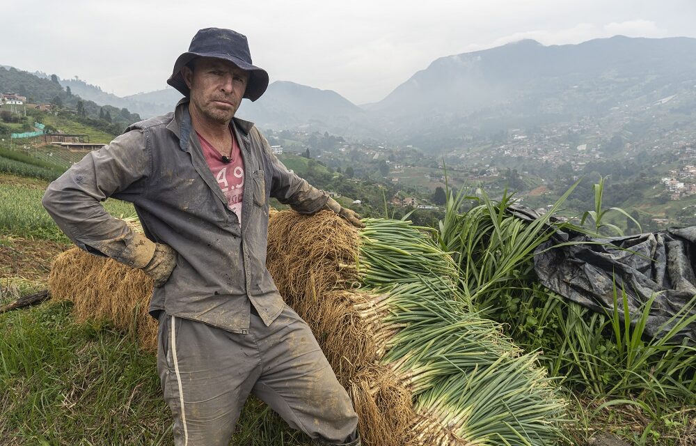 Imagen noticia Bogotá activa el campo con nueva convocatoria para productores rurales
