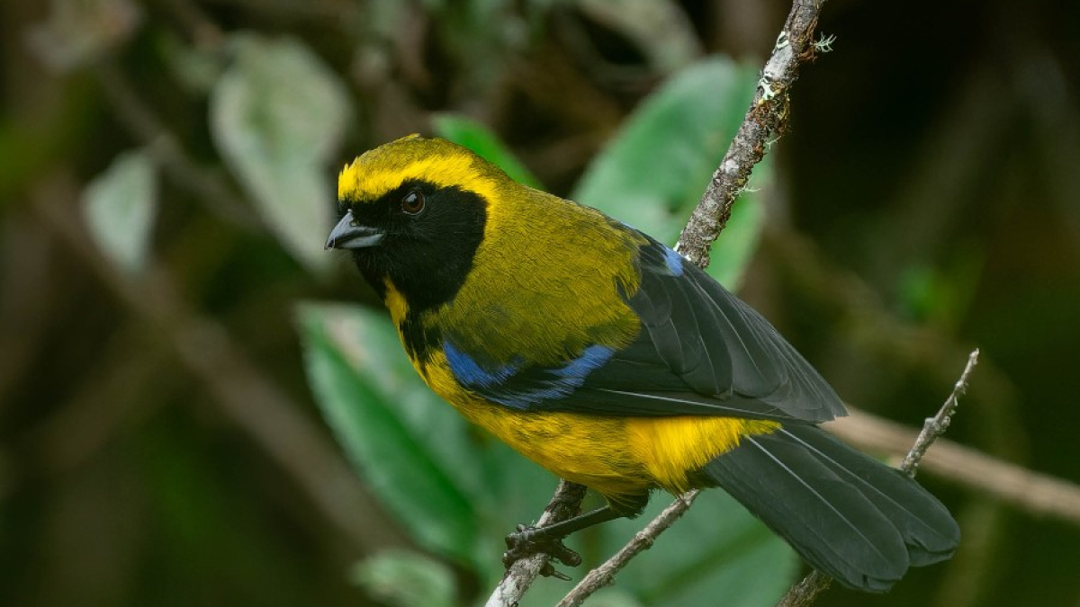 Imagen noticia Bogotá impulsó el triunfo de Colombia en el avistamiento mundial de aves