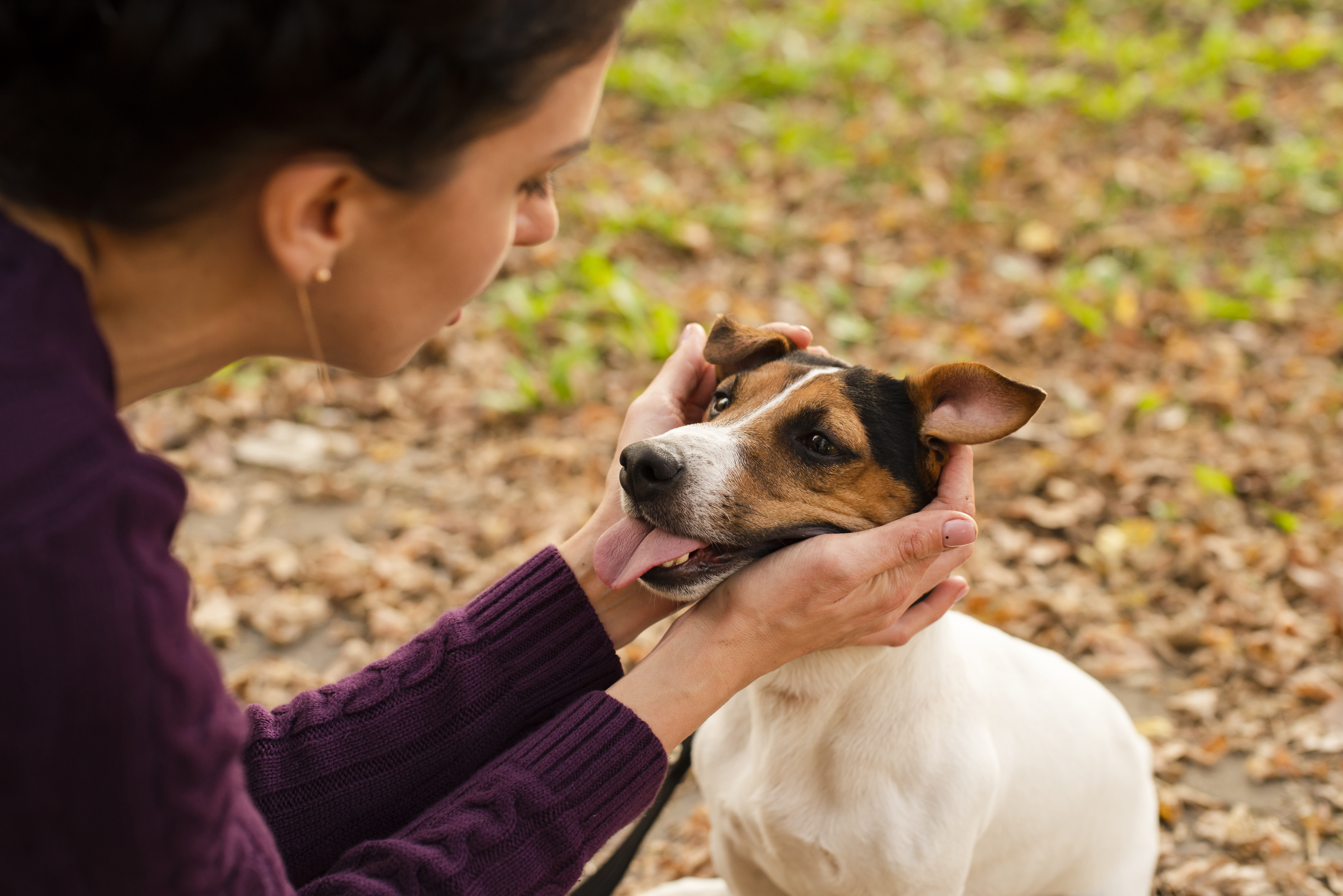 Imagen noticia ¡Adopción animal! Bogotá abre sus puertas al amor y a las segundas oportunidades