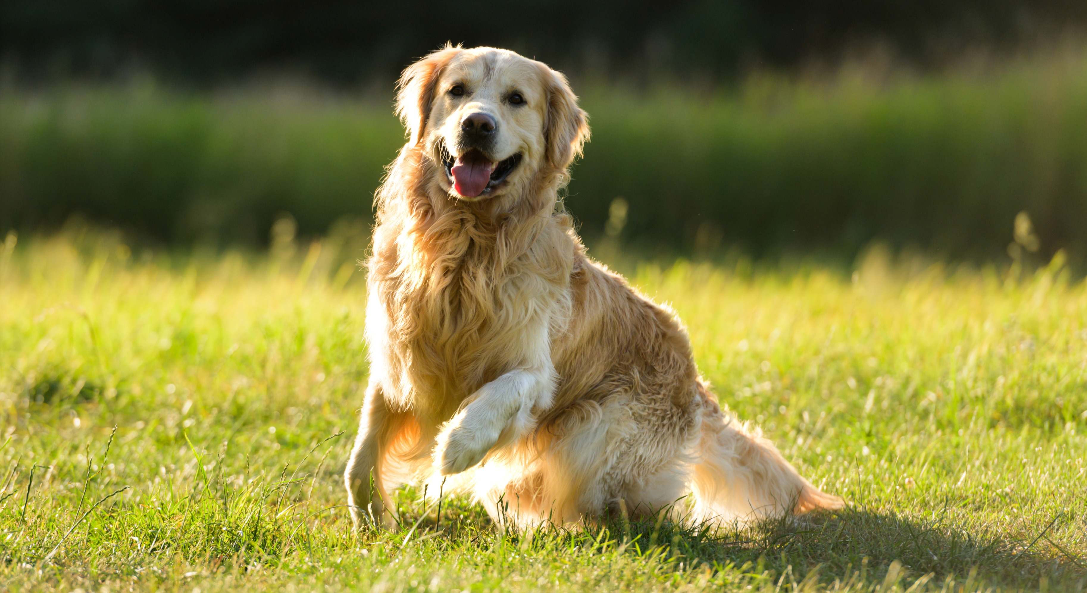 Imagen noticia Así podrá adoptar más rápido un perro o gato en EXPOPET 2026 