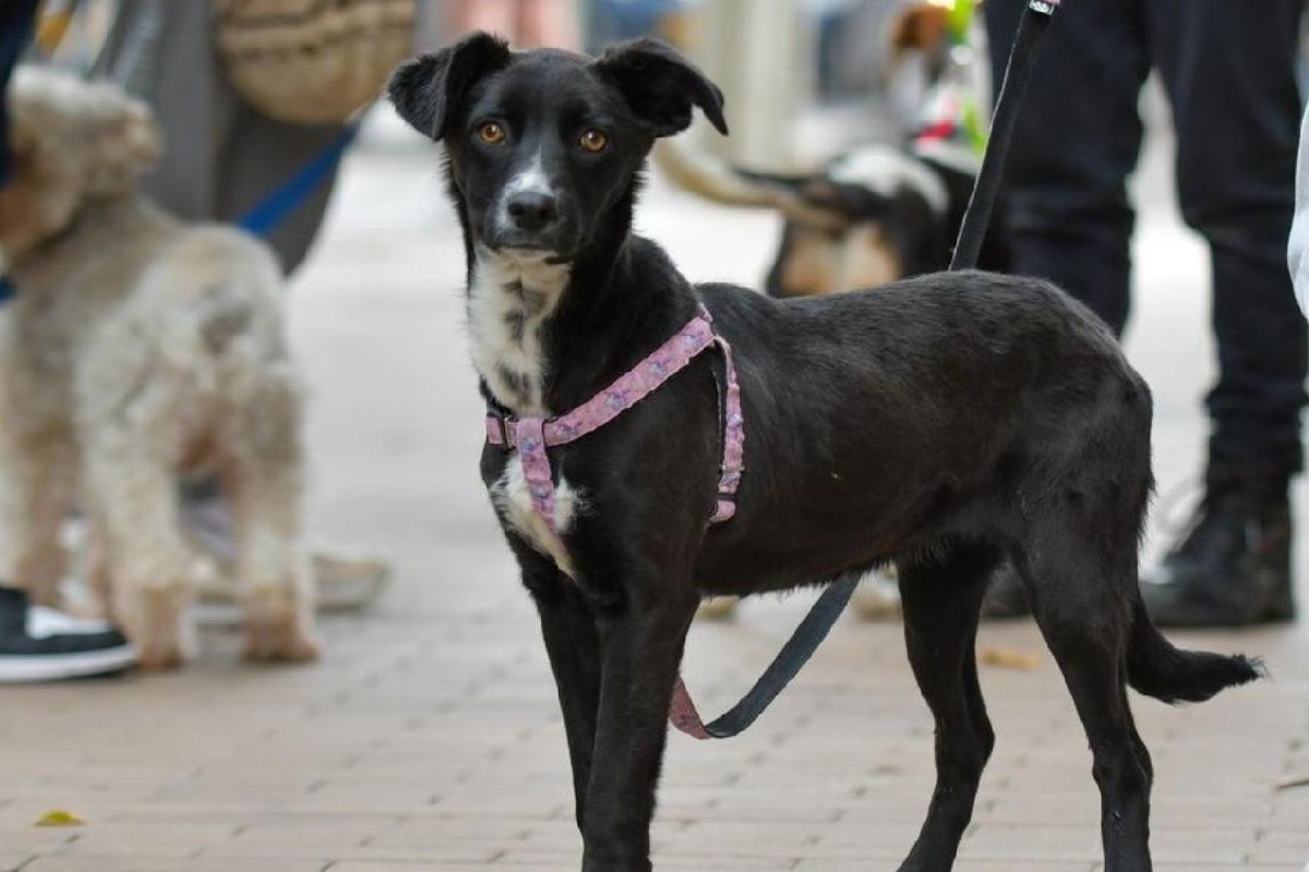 Imagen noticia Procuraduría pone la lupa en la protección animal y advierte sanciones