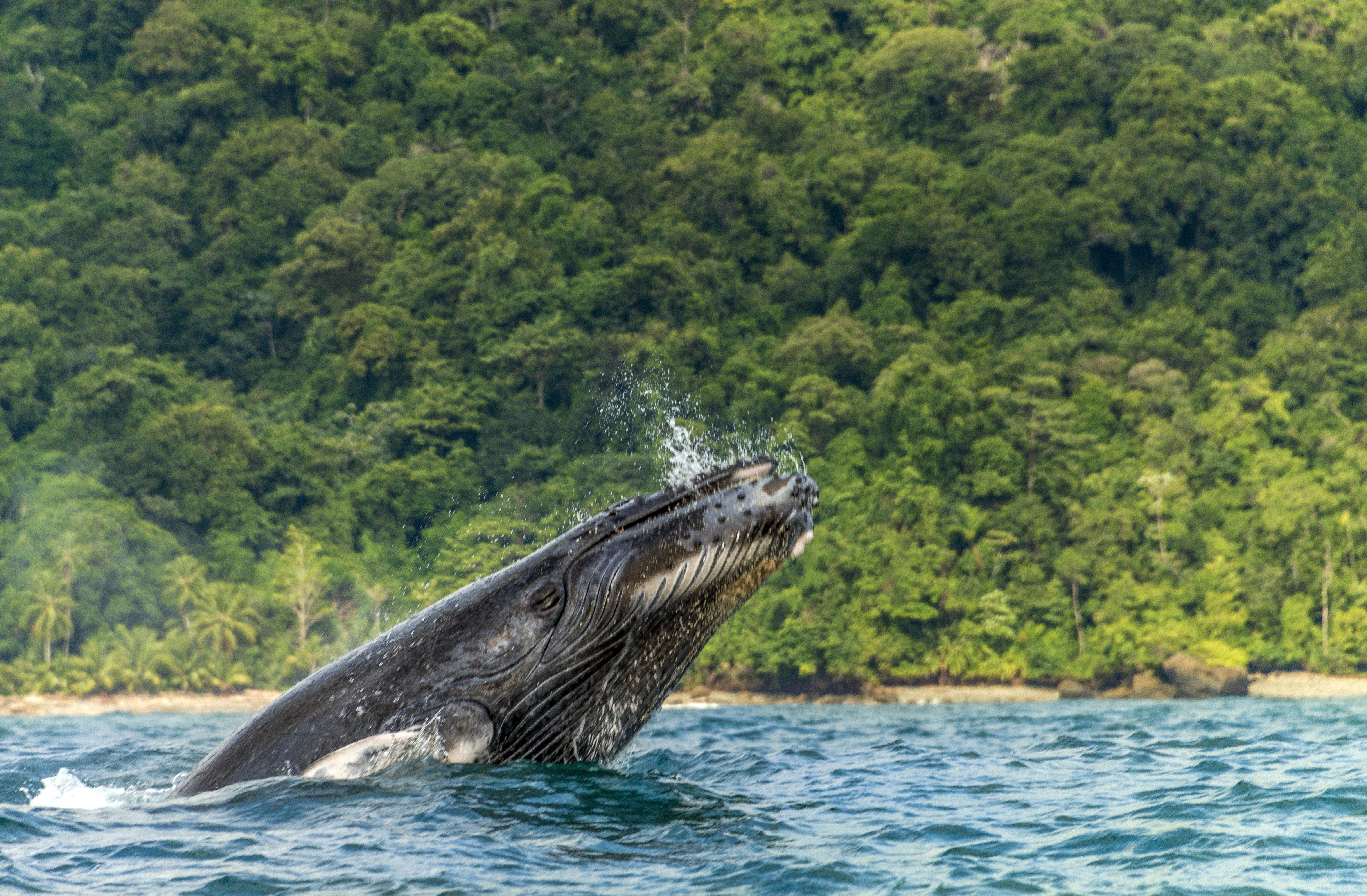 Imagen noticia Llega la temporada de avistamiento de ballenas al Pacífico colombiano