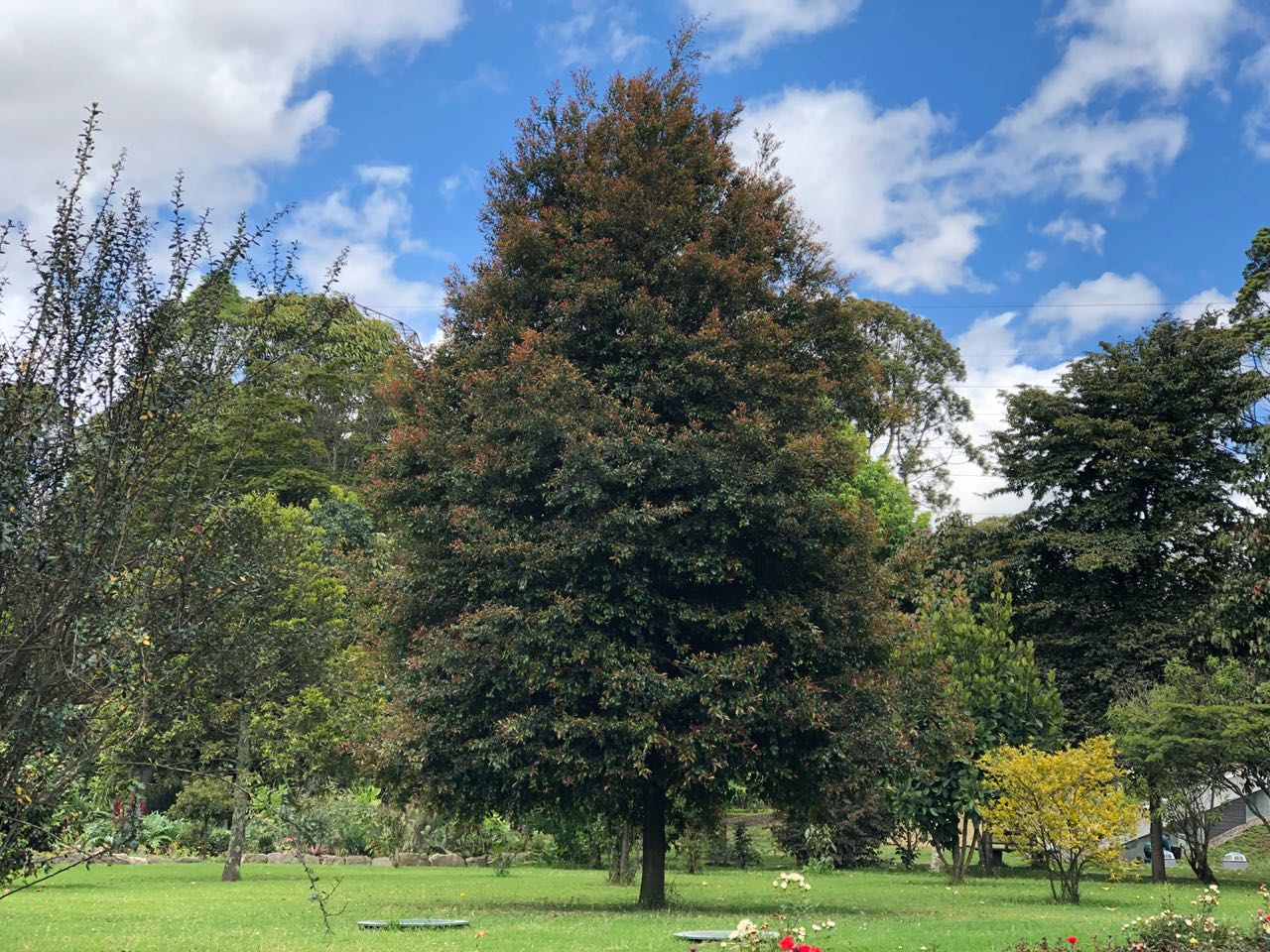 Imagen noticia Bogotá refuerza sus zonas verdes ante el impacto del fenómeno de El Niño