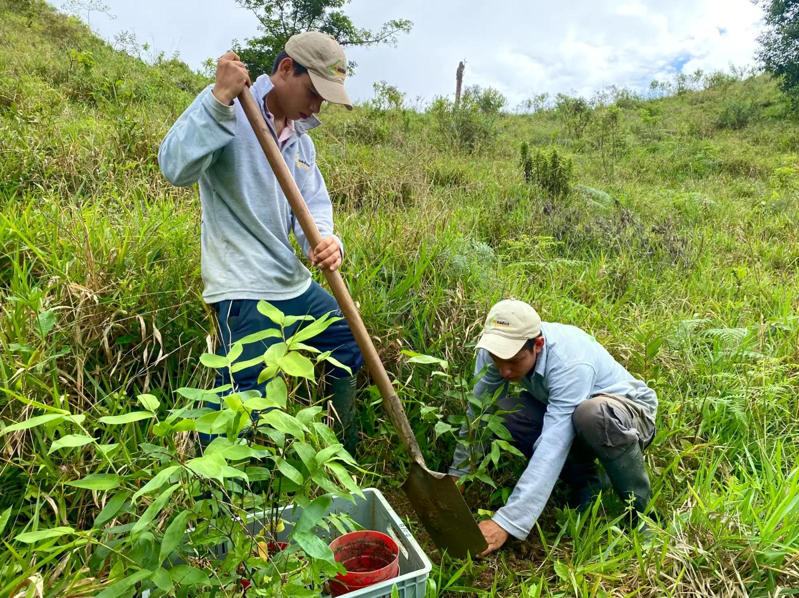 Imagen noticia Guaduales y bambusales naturales tendrán por primera vez un registro nacional