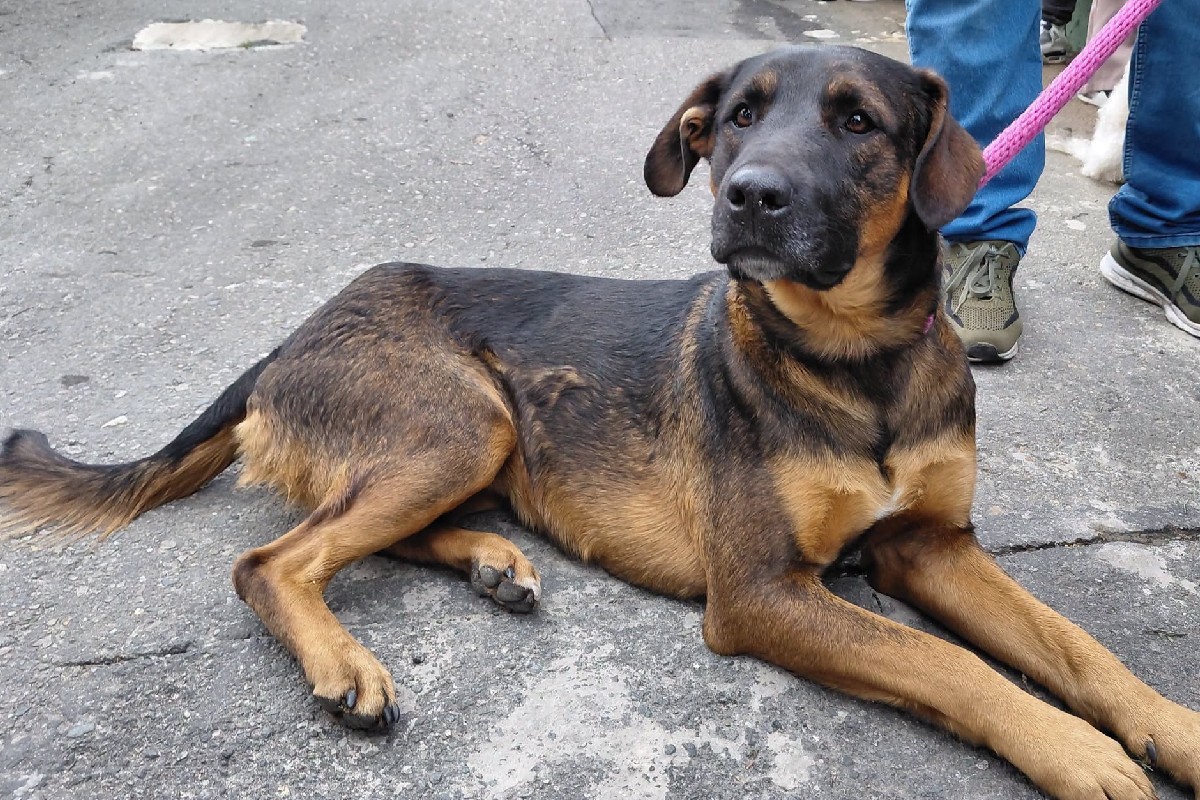 Imagen noticia Corferias recibirá donaciones para mascotas damnificadas por el terremoto