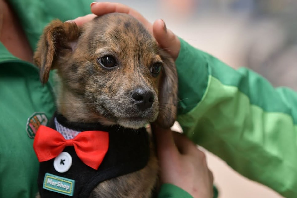 Imagen noticia ¡Una segunda oportunidad! Bogotá realizará jornada de adopción de perros y gatos