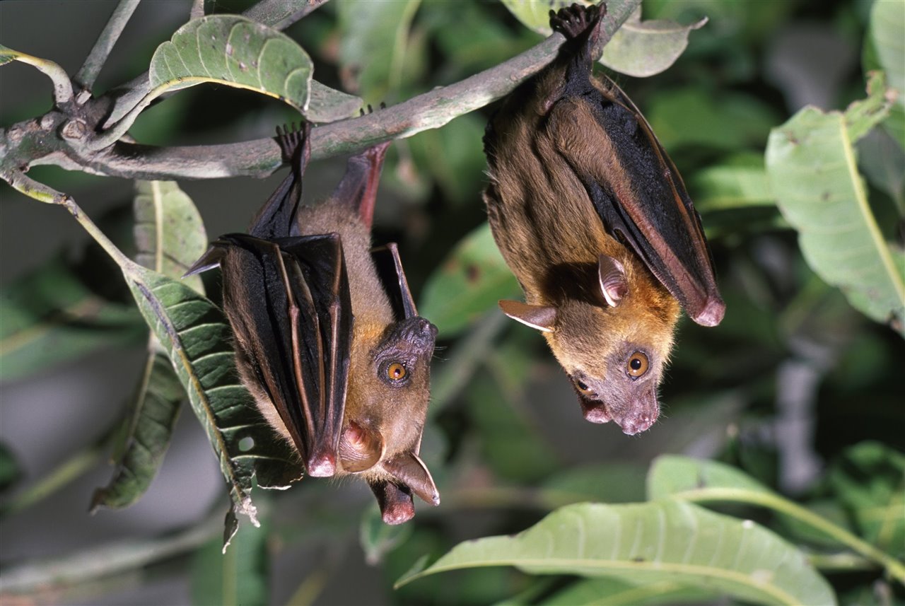 Imagen noticia Orgullo de la Universidad Distrital: Investigación sobre biodiversidad es premiada