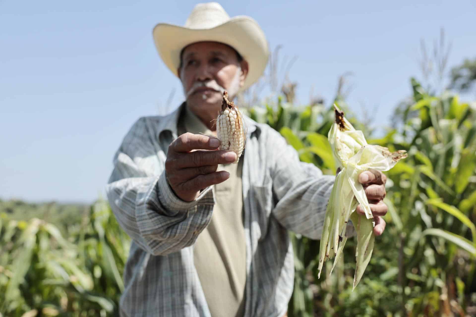 Imagen noticia El fenómeno del Niño se intensifica y amenaza la producción de alimentos