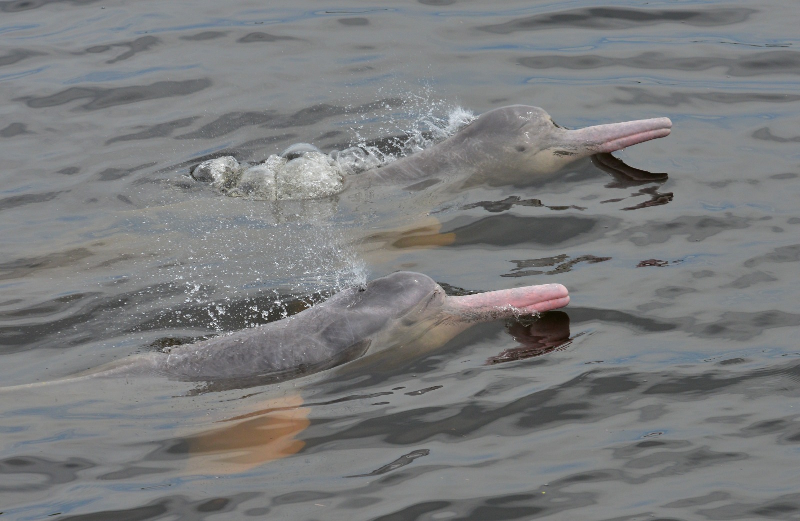 Imagen noticia Colombia se prepara para salvar a manatíes y delfines de río 