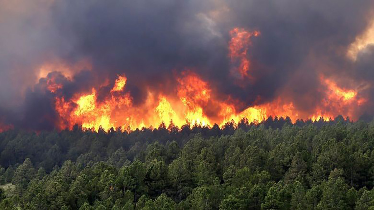Imagen noticia Incendios en Colombia: Expertos piden pasar de la emergencia a la prevención