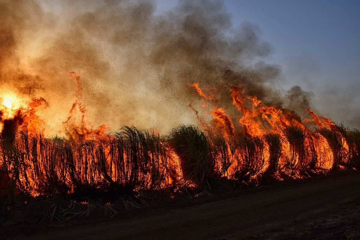 Imagen noticia ‘MapBiomas Fuego’: Innovadora plataforma colombiana analiza incendios forestales