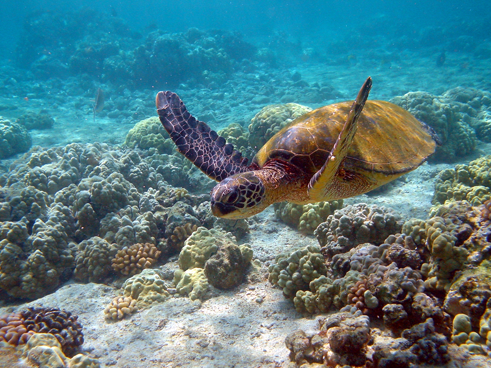 Imagen noticia ¿Qué está pasando con la fauna silvestre? WWF advierte crítico declive en América