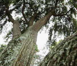 Foto:  Secretaría de Ambiente