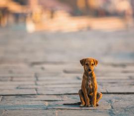 Foto: www.nationalgeographic.com.es