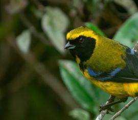 Foto: LA PATRIA Tangara de Wetmore (Tephrophilus wetmorei) | Cortesía Edwin Herrera | 