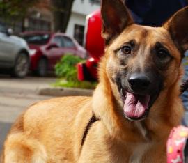 Foto: Instituto Distrital de Bienestar y Protección Animal