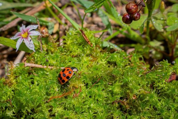 Foto:  Secretaría de Ambiente