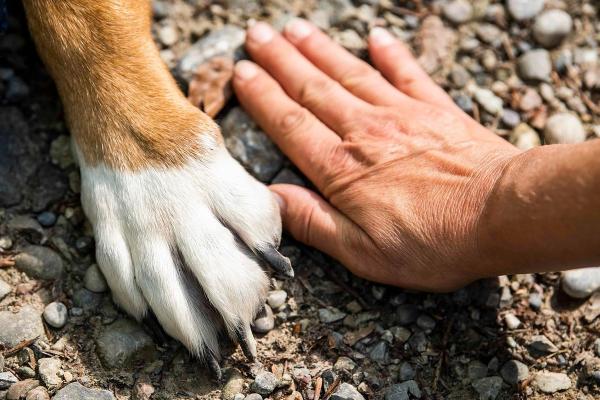 Foto: https://pixabay.com/es/photos/pata-perro-mano-mascota-amigos-7231300/