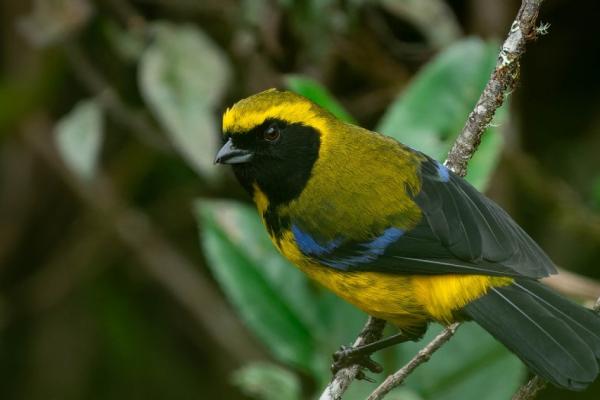 Foto: LA PATRIA Tangara de Wetmore (Tephrophilus wetmorei) | Cortesía Edwin Herrera |