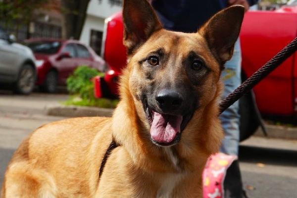 Foto: Instituto Distrital de Bienestar y Protección Animal