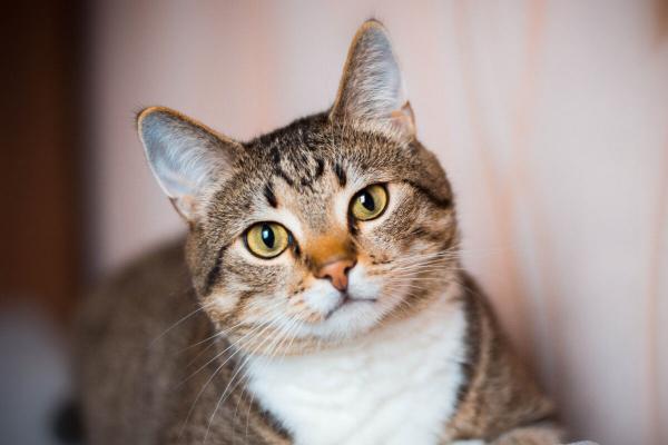 Foto: Santevet